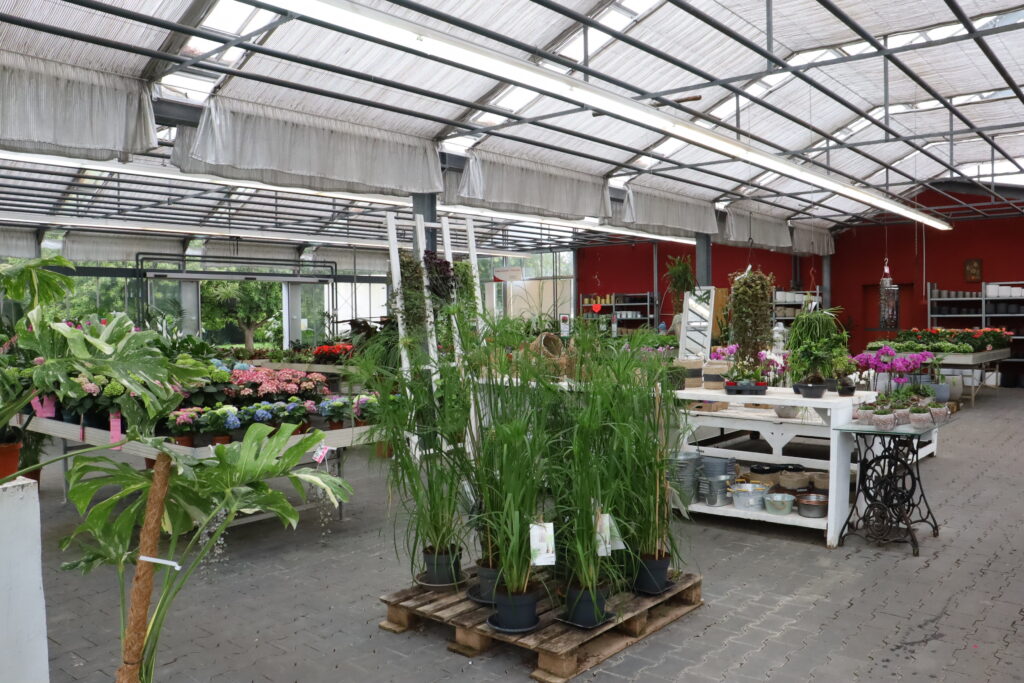 img zimmerpflanzen garenpflanzen